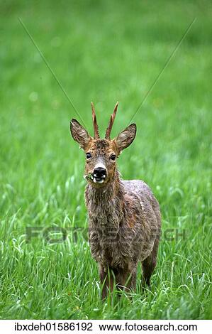 "Roebuck (Capreolus capreolus), shedding, switching from grey winter coat to red summer coat, Allgaeu, Bavaria, Germany, Europe" View Large Photo Image Stock Image - "Roebuck (Capreolus capreolus), shedding, switching from grey winter coat to red summer coat, Allgaeu, Bavaria, Germany, Europe". Fotosearch