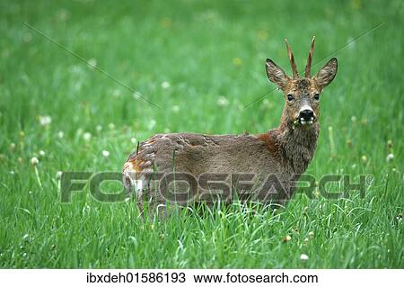 "Roebuck (Capreolus capreolus), shedding, switching from grey winter coat to red summer coat, Allgaeu, Bavaria, Germany, Europe" View Large Photo Image Stock Image - "Roebuck (Capreolus capreolus), shedding, switching from grey winter coat to red summer coat, Allgaeu, Bavaria, Germany, Europe". Fotosearch