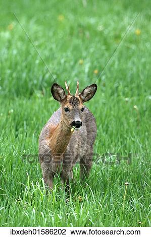 "Roebuck (Capreolus capreolus), shedding, switching from grey winter coat to red summer coat, Allgaeu, Bavaria, Germany, Europe" View Large Photo Image Stock Image - "Roebuck (Capreolus capreolus), shedding, switching from grey winter coat to red summer coat, Allgaeu, Bavaria, Germany, Europe". Fotosearch