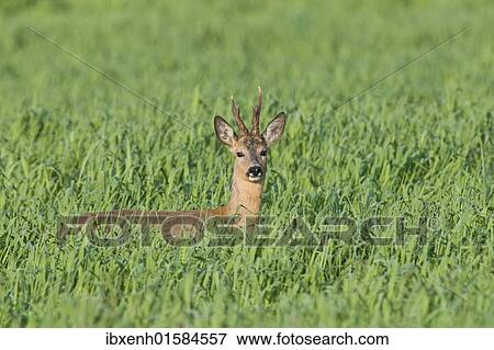 Roebuck (Capreolus capreolus) View Large Photo Image Stock Photo - Roebuck (Capreolus capreolus). Fotosearch