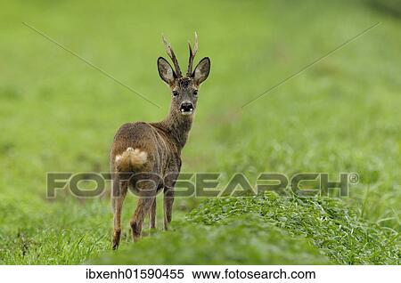 Roebuck (Capreolus capreolus) View Large Photo Image Stock Photography - Roebuck (Capreolus capreolus). Fotosearch