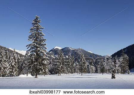 "Rohntal avlley in winter, Hinterriss, Tyrol, Austria, Europe" View Large Photo Image Stock Photo - "Rohntal avlley in winter, Hinterriss, Tyrol, Austria, Europe". Fotosearch