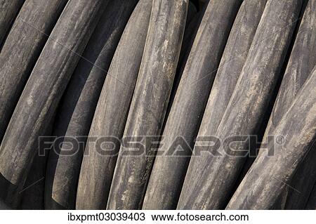 Stock Image - "Rolled up black rubber watering hose, Quebec Province, Canada, North America". Fotosearch