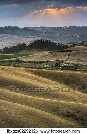 Stock Photography - "Rolling hills, cornfields at dusk, Villamagna, Tuscany, Italy, Europe". Fotosearch