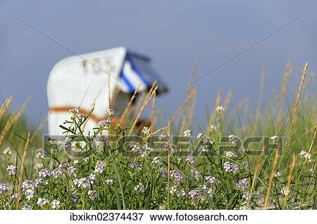 "Roofed wicker beach chair, North Sea, Amrum, Schleswig-Holstein, Germany, Europe" View Large Photo Image Stock Photo - "Roofed wicker beach chair, North Sea, Amrum, Schleswig-Holstein, Germany, Europe". Fotosearch