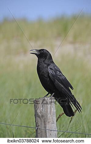 "Rook (Corvus frugilegus) perched on a pole, Schleswig-Holstein, Germany, Europe" View Large Photo Image Picture - "Rook (Corvus frugilegus) perched on a pole, Schleswig-Holstein, Germany, Europe". Fotosearch