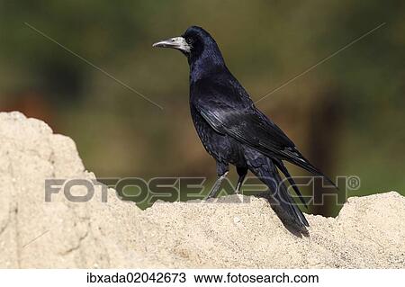 "Rook (Corvus frugilegus), standing on a sandy mount, Baltic island of Fehmarn, East Holstein, Schleswig-Holstein, Germany, Europe" View Large Photo Image Stock Image - "Rook (Corvus frugilegus), standing on a sandy mount, Baltic island of Fehmarn, East Holstein, Schleswig-Holstein, Germany, Europe". Fotosearch