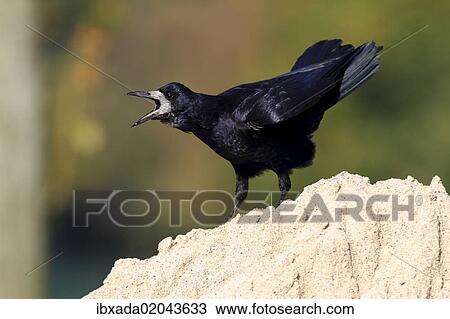 "Rook (Corvus frugilegus), standing on a sandy mount, calling, Baltic island of Fehmarn, East Holstein, Schleswig-Holstein, Germany, europe, Europe" View Large Photo Image Stock Image - "Rook (Corvus frugilegus), standing on a sandy mount, calling, Baltic island of Fehmarn, East Holstein, Schleswig-Holstein, Germany, europe, Europe". Fotosearch