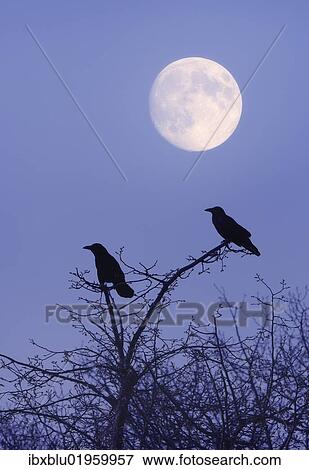 "Rooks (Corvus frugilegus) with moon, composing" View Large Photo Image Stock Photo - "Rooks (Corvus frugilegus) with moon, composing". Fotosearch