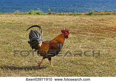 "Rooster at the beach, Kauai, Hawaii, United States, North America" View Large Photo Image Stock Image - "Rooster at the beach, Kauai, Hawaii, United States, North America". Fotosearch
