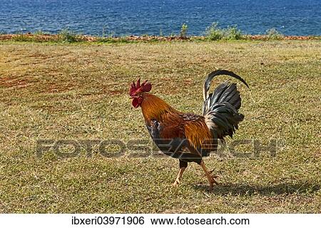 Stock Photograph - "Rooster at the beach, Kauai, Hawaii, United States, North America". Fotosearch