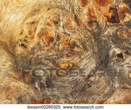 "Root wood, detail view, little old box" View Large Photo Image Stock Photography - "Root wood, detail view, little old box". Fotosearch