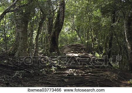 "Roots covering a trail in the rainforest, near Lopes Mendes, Ilha Grande, State of Rio de Janeiro, Brazil, South America" View Large Photo Image Stock Photograph - "Roots covering a trail in the rainforest, near Lopes Mendes, Ilha Grande, State of Rio de Janeiro, Brazil, South America". Fotosearch