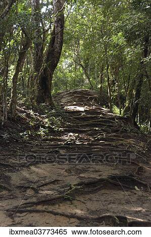 "Roots covering a trail in the rainforest, near Lopes Mendes, Ilha Grande, State of Rio de Janeiro, Brazil, South America" View Large Photo Image Stock Photography - "Roots covering a trail in the rainforest, near Lopes Mendes, Ilha Grande, State of Rio de Janeiro, Brazil, South America". Fotosearch
