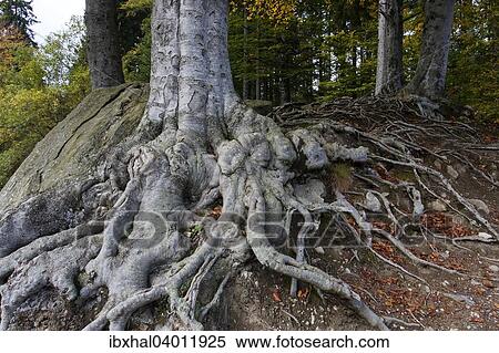"Roots of a beech, Bavarian Forest, Bavaria, Germany, Europe" View Large Photo Image Stock Photography - "Roots of a beech, Bavarian Forest, Bavaria, Germany, Europe". Fotosearch