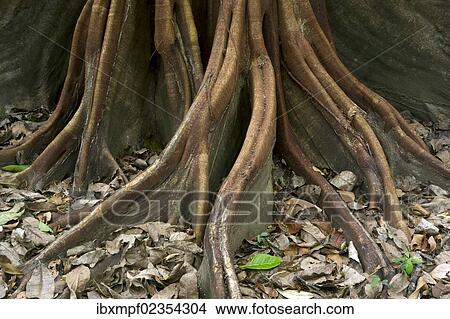 "Roots of a Fig tree (Ficus maxima), Sirena, Corcovado National Park, Province of Puntarenas, Costa Rica, Central America, North America" View Large Photo Image Picture - "Roots of a Fig tree (Ficus maxima), Sirena, Corcovado National Park, Province of Puntarenas, Costa Rica, Central America, North America". Fotosearch