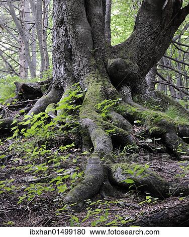 "Roots of an old Beech (Fagus), rockery, Tiesnavy, Mala Fatra National Park, Slovakia, Europe" View Large Photo Image Stock Image - "Roots of an old Beech (Fagus), rockery, Tiesnavy, Mala Fatra National Park, Slovakia, Europe". Fotosearch