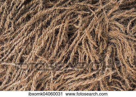 "Ropes made of coconut fibres or coir, coconut fibre industry, factory, Alappuzha, Kerala, India, Asia" View Large Photo Image Stock Image - "Ropes made of coconut fibres or coir, coconut fibre industry, factory, Alappuzha, Kerala, India, Asia". Fotosearch