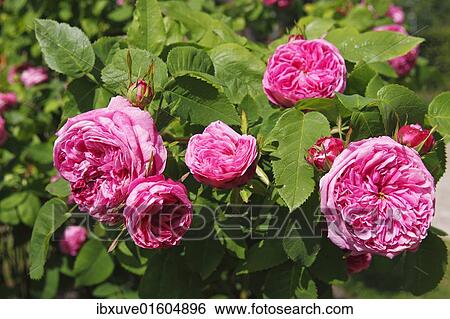 Stock Photograph - "Rosa x portlandia cultivar Yolande dÂ´ Aragon, Portland rose". Fotosearch