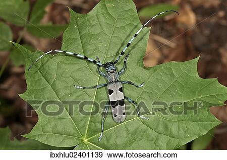 "Rosalia Longicorn (Rosalia alpina), male, Huelben, Baden-Wuerttemberg, Germany, Europe" View Large Photo Image Stock Photo - "Rosalia Longicorn (Rosalia alpina), male, Huelben, Baden-Wuerttemberg, Germany, Europe". Fotosearch