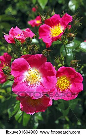 Stock Image - "Rose, American Pillar variety (Rosa cultivar American Pillar), rambling rose, climbing rose". Fotosearch