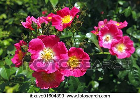 "Rose, American Pillar variety (Rosa cultivar American Pillar), rambling rose, climbing rose" View Large Photo Image Stock Photo - "Rose, American Pillar variety (Rosa cultivar American Pillar), rambling rose, climbing rose". Fotosearch