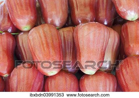 "Rose apples on sale at a market, Thailand, Asia" View Large Photo Image Stock Image - "Rose apples on sale at a market, Thailand, Asia". Fotosearch