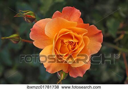 "Rose bloom (Rosa), with buds" View Large Photo Image Stock Photo - "Rose bloom (Rosa), with buds". Fotosearch