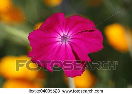 Stock Image - Rose Campion (Silene coronaria) flower. Fotosearch