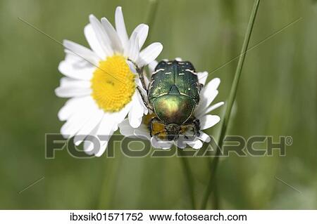 Rose chafer (Cetonia aurata) on a daisy (Leucanthemum vulgare) View Large Photo Image Stock Image - Rose chafer (Cetonia aurata) on a daisy (Leucanthemum vulgare). Fotosearch
