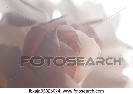 "Rose flower, high key" View Large Photo Image Picture - "Rose flower, high key". Fotosearch