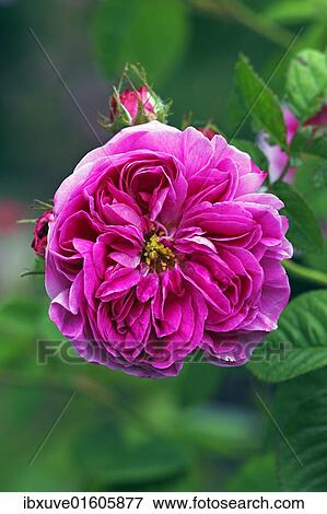 Stock Photo - "Rose, Gallica rose variety Duc de Fitzjames, historic rose variety from 1837 with fragrant flowers (Rosa gallica cultivar Duc de Fitzjames), or centifolia roses (Rosa centifolia Duc de Fitzjames)". Fotosearch