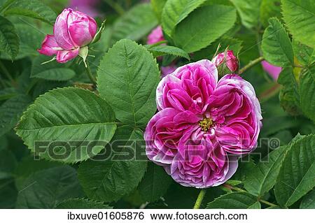 "Rose, Gallica rose variety Duc de Fitzjames, historic rose variety from 1837 with fragrant flowers (Rosa gallica cultivar Duc de Fitzjames)" View Large Photo Image Stock Photograph - "Rose, Gallica rose variety Duc de Fitzjames, historic rose variety from 1837 with fragrant flowers (Rosa gallica cultivar Duc de Fitzjames)". Fotosearch