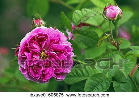 "Rose, Gallica rose variety Duc de Fitzjames, historic rose variety from 1837 with fragrant flowers (Rosa gallica cultivar Duc de Fitzjames)" View Large Photo Image Stock Photography - "Rose, Gallica rose variety Duc de Fitzjames, historic rose variety from 1837 with fragrant flowers (Rosa gallica cultivar Duc de Fitzjames)". Fotosearch