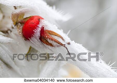 "Rose hip (Rosa canina) covered with snow and hoarfrost, Hesse, Germany, Europe" View Large Photo Image Stock Image - "Rose hip (Rosa canina) covered with snow and hoarfrost, Hesse, Germany, Europe". Fotosearch