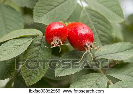 "Rose hips and leaves, Apple Rose (Rosa villosa), Thuringia, Germany, Europe" View Large Photo Image Stock Photo - "Rose hips and leaves, Apple Rose (Rosa villosa), Thuringia, Germany, Europe". Fotosearch