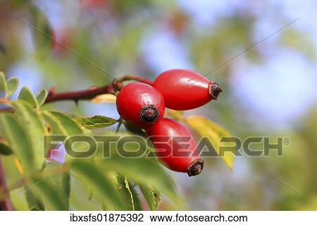 "Rose hips, fruits of the wild rose or dog rose (Rosa canina)" View Large Photo Image Stock Image - "Rose hips, fruits of the wild rose or dog rose (Rosa canina)". Fotosearch