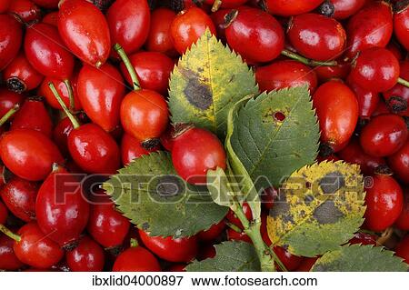 "Rose hips of the Dog Rose (Rosa canina), Bohemia, Czech Republic, Europe" View Large Photo Image Stock Photo - "Rose hips of the Dog Rose (Rosa canina), Bohemia, Czech Republic, Europe". Fotosearch