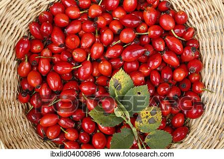 Stock Photograph - "Rose hips of the Dog Rose (Rosa canina) in a wicker basket, Bavaria, Germany, Europe". Fotosearch
