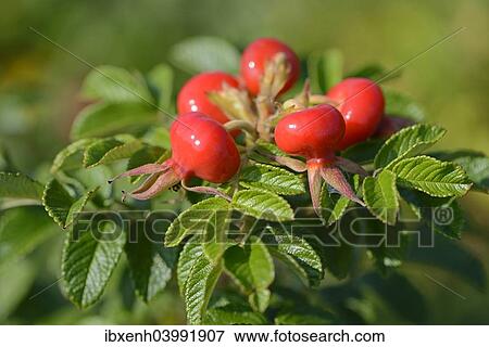 Rose hips of the Rugosa Rose (Rosa rugosa) View Large Photo Image Stock Photo - Rose hips of the Rugosa Rose (Rosa rugosa). Fotosearch