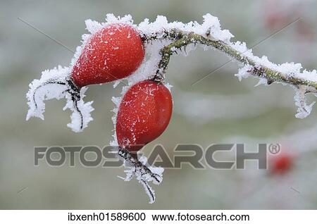 Rose hips (Rosa canina) with hoarfrost View Large Photo Image Stock Image - Rose hips (Rosa canina) with hoarfrost. Fotosearch