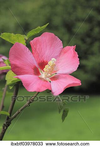 "Rose mallow (Hibiscus syriacus), NRW, Germany, Europe" View Large Photo Image Stock Image - "Rose mallow (Hibiscus syriacus), NRW, Germany, Europe". Fotosearch