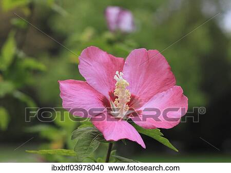 "Rose mallow (Hibiscus syriacus), NRW, Germany, Europe" View Large Photo Image Stock Image - "Rose mallow (Hibiscus syriacus), NRW, Germany, Europe". Fotosearch