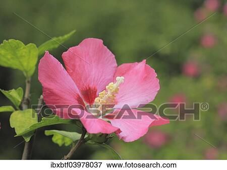 "Rose mallow (Hibiscus syriacus), NRW, Germany, Europe" View Large Photo Image Stock Photo - "Rose mallow (Hibiscus syriacus), NRW, Germany, Europe". Fotosearch