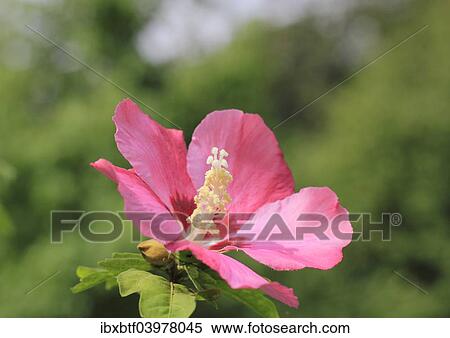 "Rose mallow (Hibiscus syriacus), NRW, Germany, Europe" View Large Photo Image Stock Photography - "Rose mallow (Hibiscus syriacus), NRW, Germany, Europe". Fotosearch