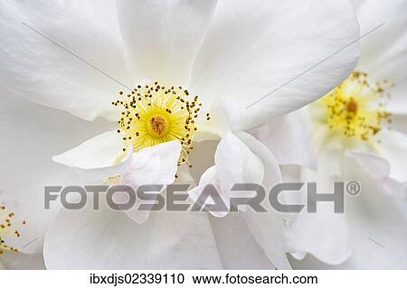 Stock Image - "Rose Margaret Merril, white floribunda rose, detail of blossoms". Fotosearch