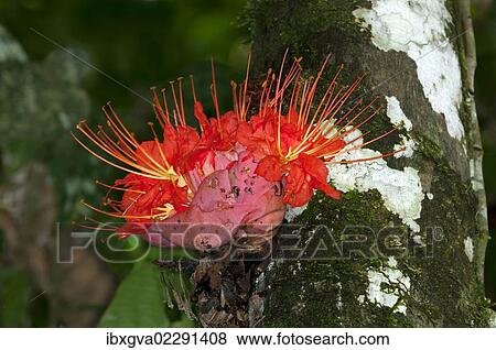 "Rose of Venezuela (Brownea macrophylla), blossom, cauliflorous, Tiputini rainforest, Yasuni National Park, Ecuador, South America" View Large Photo Image Stock Photo - "Rose of Venezuela (Brownea macrophylla), blossom, cauliflorous, Tiputini rainforest, Yasuni National Park, Ecuador, South America". Fotosearch