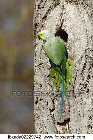 "Rose-ringed Parakeet or Ring-necked Parakeet (Psittacula krameri) perched outside its tree hole in the palace park, Schlosspark Biebrich, Wiesbaden, Hesse, Germany, Europe" View Large Photo Image Stock Image - "Rose-ringed Parakeet or Ring-necked Parakeet (Psittacula krameri) perched outside its tree hole in the palace park, Schlosspark Biebrich, Wiesbaden, Hesse, Germany, Europe". Fotosearch