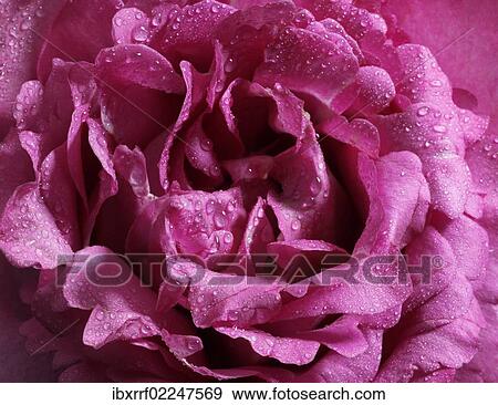 Rose (Rosa) covered with beads of dew View Large Photo Image Stock Photo - Rose (Rosa) covered with beads of dew. Fotosearch