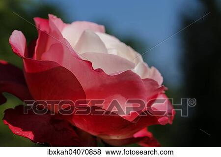 "Rose (Rosa), pink garden flower, cultivar, Baden-Wurttemberg, Germany, Europe" View Large Photo Image Stock Photo - "Rose (Rosa), pink garden flower, cultivar, Baden-Wurttemberg, Germany, Europe". Fotosearch